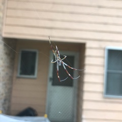 Trichonephila edulis