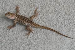 Sceloporus uniformis