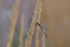 Lestidae