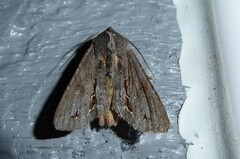 Ichneutica ustistriga