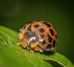 Henosepilachna vigintisexpunctata
