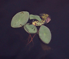 Polypedilum braseniae