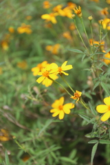 Tagetes lucida