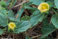 Rhynchosida physocalyx