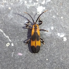 Calopteron