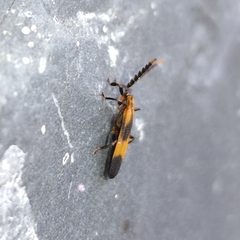 Calopteron