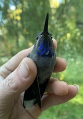 Lampornis clemenciae