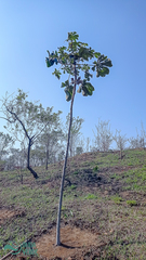 Cecropia pachystachya