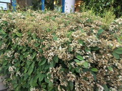 Cotoneaster coriaceus