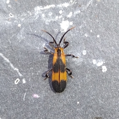 Calopteron