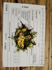 Trichoderma citrinum