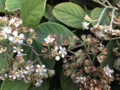 Cotoneaster coriaceus