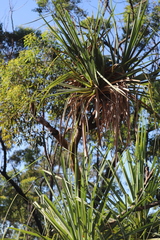 Pandanus cookii