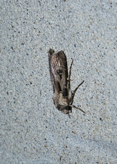 Agrotis spinifera