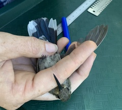 Lampornis clemenciae