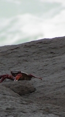 Grapsus albolineatus
