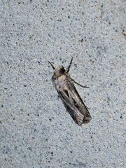 Agrotis spinifera