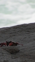 Grapsus albolineatus