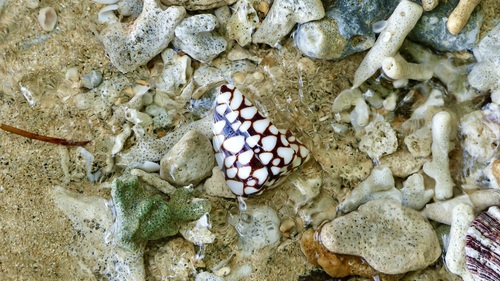 Conus marmoreus observed 2022-09-10