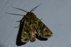 Ichneutica plena