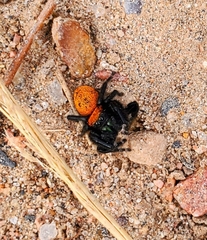 Phidippus apacheanus