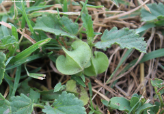 Rhynchosida physocalyx