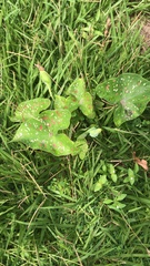 Caladium bicolor