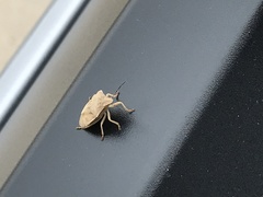 Thyanta custator accerra