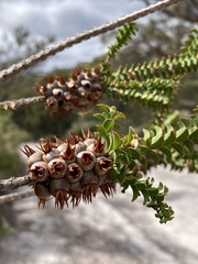 Melaleuca