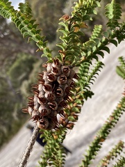 Melaleuca