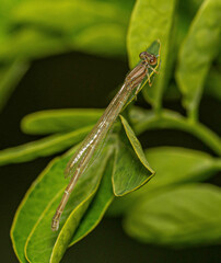Austroagrion watsoni