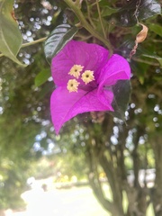 Bougainvillea