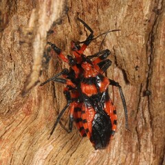 Tegea atropicta
