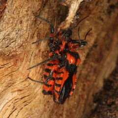 Tegea atropicta