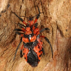 Tegea atropicta