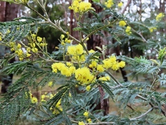 Acacia dealbata