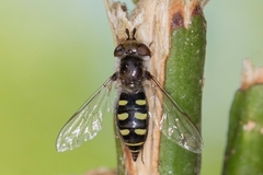 Austroscaeva melanostoma