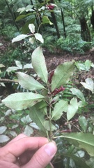 Alseuosmia macrophylla