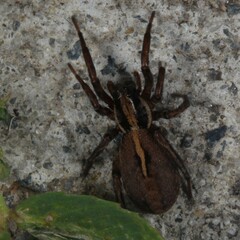 Artoriopsis