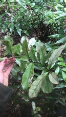 Alseuosmia macrophylla