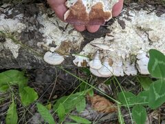 Trichaptum subchartaceum