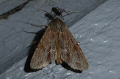 Ichneutica ustistriga