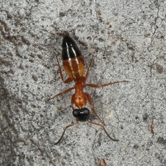 Opisthopsis rufithorax