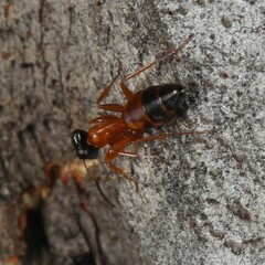 Opisthopsis rufithorax