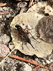 Pimpla