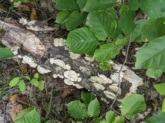 Trichaptum subchartaceum