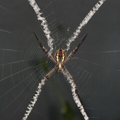 Argiope keyserlingi