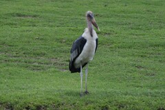 Leptoptilos crumenifer