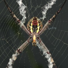 Argiope keyserlingi