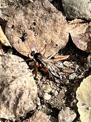 Pimpla